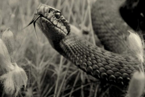 A kirov régió lakói a viper inváziójára mentek